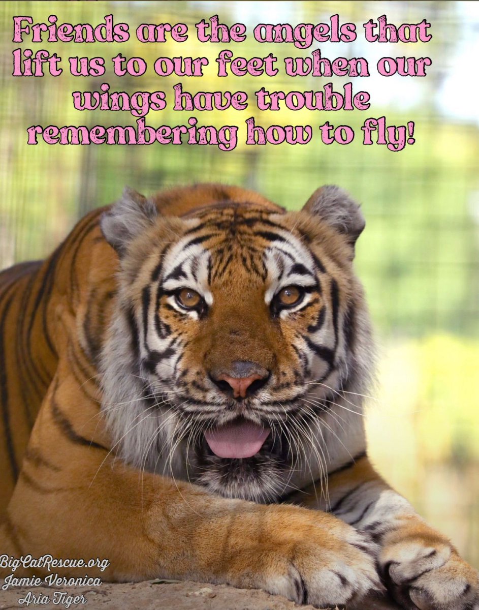 “Friends are the angels that lift us to our feet when our wings have trouble remembering how to fly!” #BigCatRescue #BigCats #Tiger #Friends #Angel #Quote #Quotes #Inspiring #Inspiration #InspirationalQuotes #CaroleBaskin