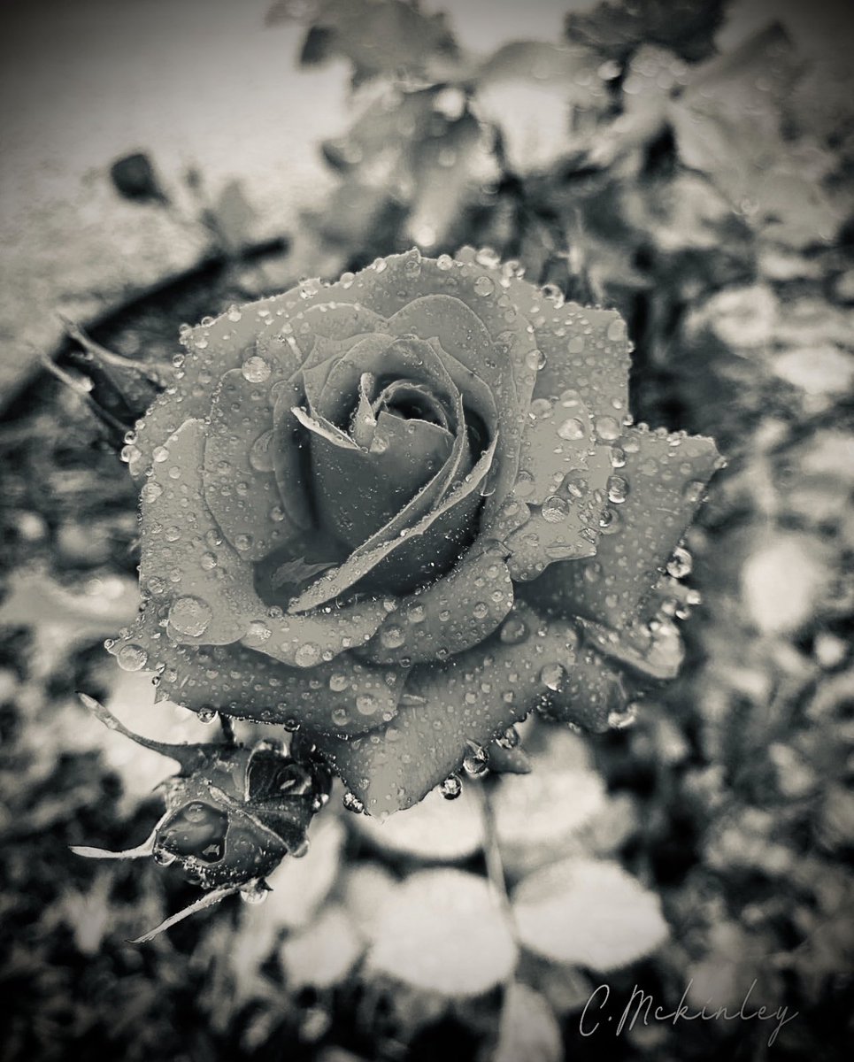 Black and white garden rose. I had been watering flowers and decided to take a picture. 😊 🖤 🤍