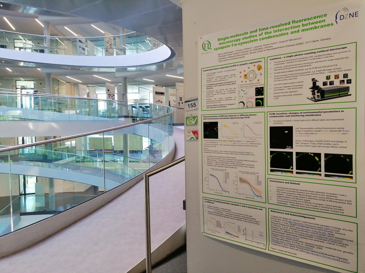 Come by my poster no. 155 during tonight's poster session at the Symposium on Cellular mechanisms driven by phase separation! #EESPhaseSeparation