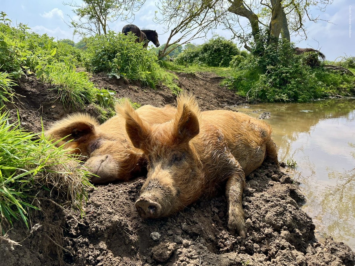 #Pigs #Dreams If pigs in factory farm hell could tell you what they dream of, this is maybe how it would look. Animals suffering in US factory farms outnumber the global human population. Tell me, or show me something which would be your dream (small dreams matter too) 1/2