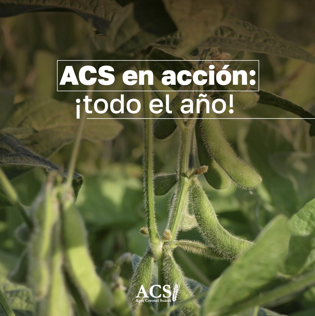 Todo listo en nuestras plantas para la cosecha de grano grueso!
 
En ACS no paramos! Nuestro trabajo es continuo, siempre estamos en movimiento: entrega de cereal del productor, venta al puerto, extracción de lo almacenado en silo bolsas. 
 
AsÃ­ es nuestra manera de trabajar.