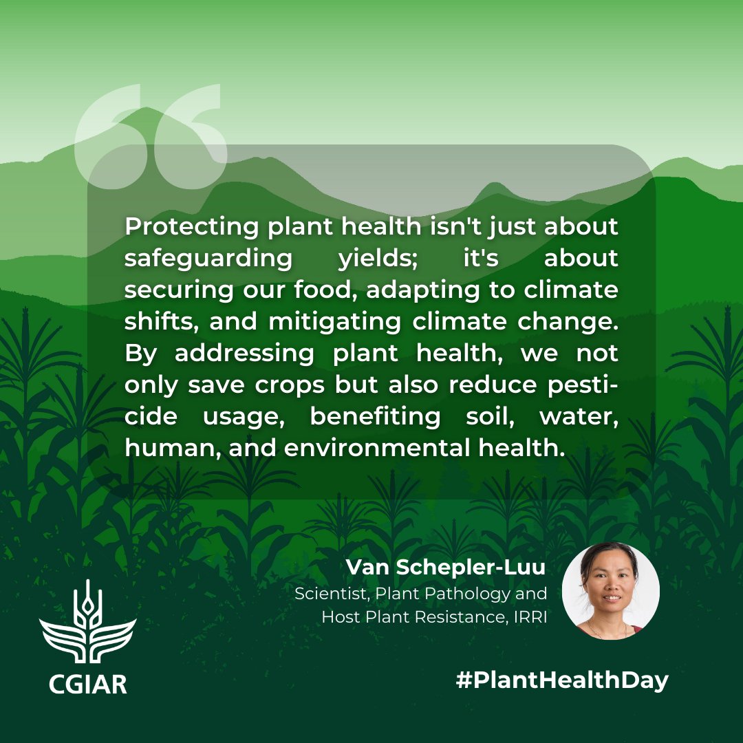 🌿 #RootForTheBest: In celebration of #PlantHealthDay, we feature our researchers committed to nurturing a world where everyone can access safe food, secure trade, and thriving economies.

Learn more: on.cgiar.org/3UI0j5f

@CGIARAfrica @CIMMYT @BiovIntCIAT_eng @irri