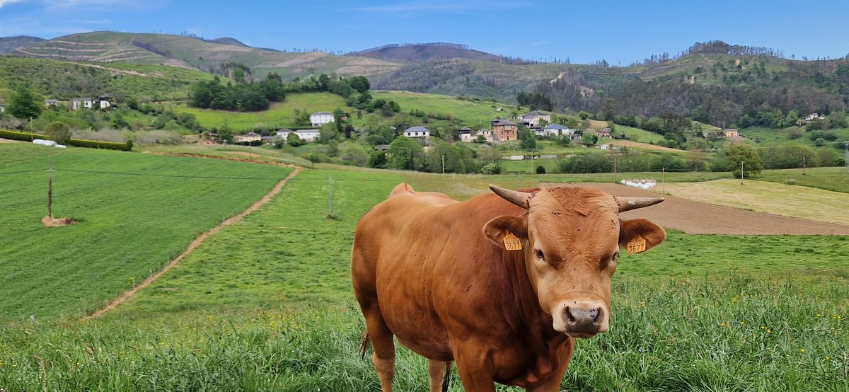 SaraSantam92289's tweet photo. Ayer pasamos consulta en Ayones! Primero en el consultorio (antiguas escuelas) y después acudimos a varios domicilios. Hasta hicimos una amiga por el camino! 🐮 Lo mejor de todo... la magia del lugar y su gente 🌿 @treviascuidando https://t.co/ao45qpXTEM