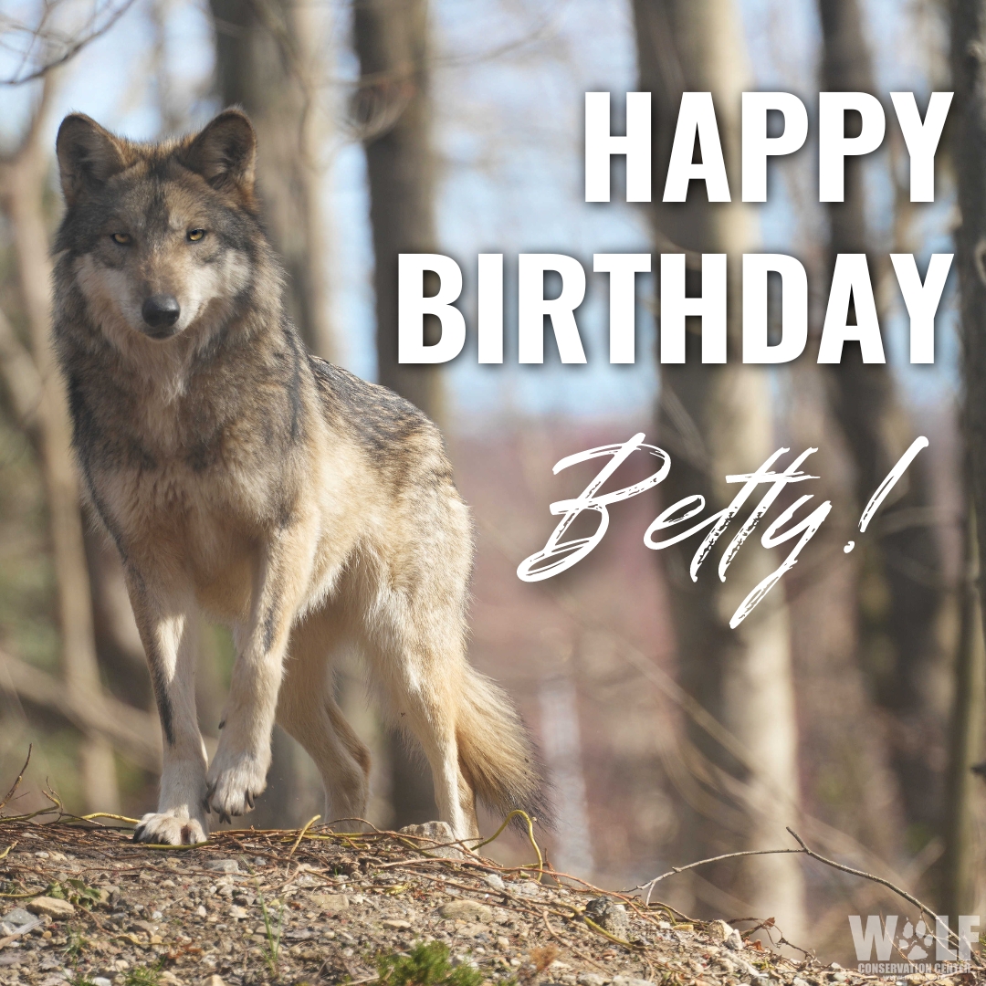 Join us in sending bday howls to Mexican gray wolf Betty - she's 3 today! 🎊 Beyond being beautiful, Betty represents the WCC's active efforts to save her species from extinction. She's elusive, curious, + deserves to live in the wild! Adopt her: nywolf.org/adopt-a-wolf/