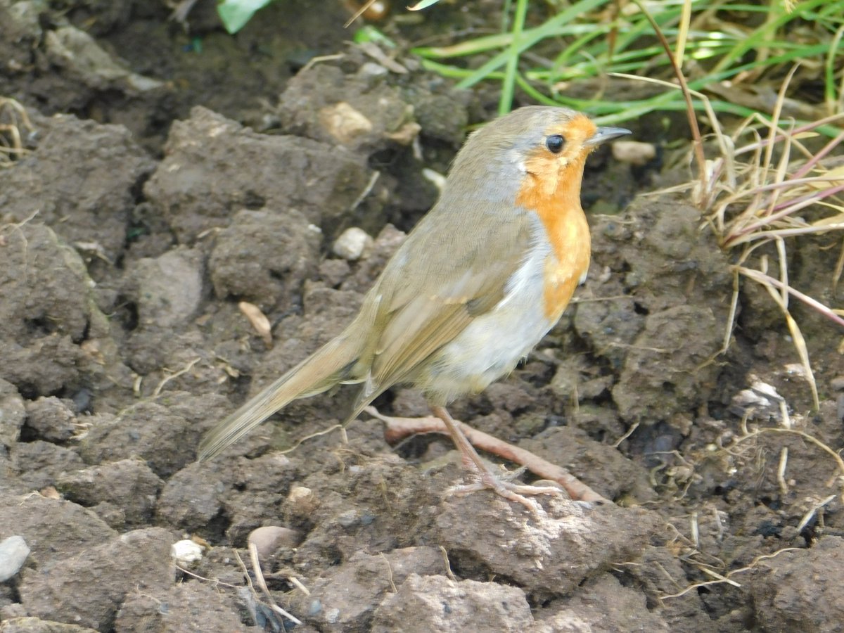 @Natures_Voice 
@BudleighDevon 
@Seachangedevon 
I spotted a robin in the allotment during the morning of Tuesday 14th May 2024, whilst digging out weeds from the fruit garden.
#Robin 
#BirdsSeenIn2024
#GardenersWorld 
@BBCSpringwatch 
@BBCGardenersWorld
@BBCDevon 
#wildlife