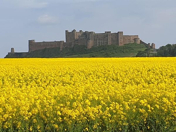 Another beautiful view of our Bamburgh Castle  today.