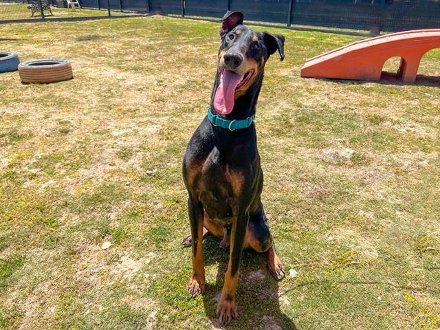 #petoftheday Drako! He's a 2yo Doberman Pinscher looking for a forever family that'll dedicate time to him & continue his training! Drako is a bright & affectionate boy who is always ready to play & adores people.
🐾 Contact: @OCAnimalCare 
🐾 Visit: petadoption.ocpetinfo.com/Adopt/#/list/D…