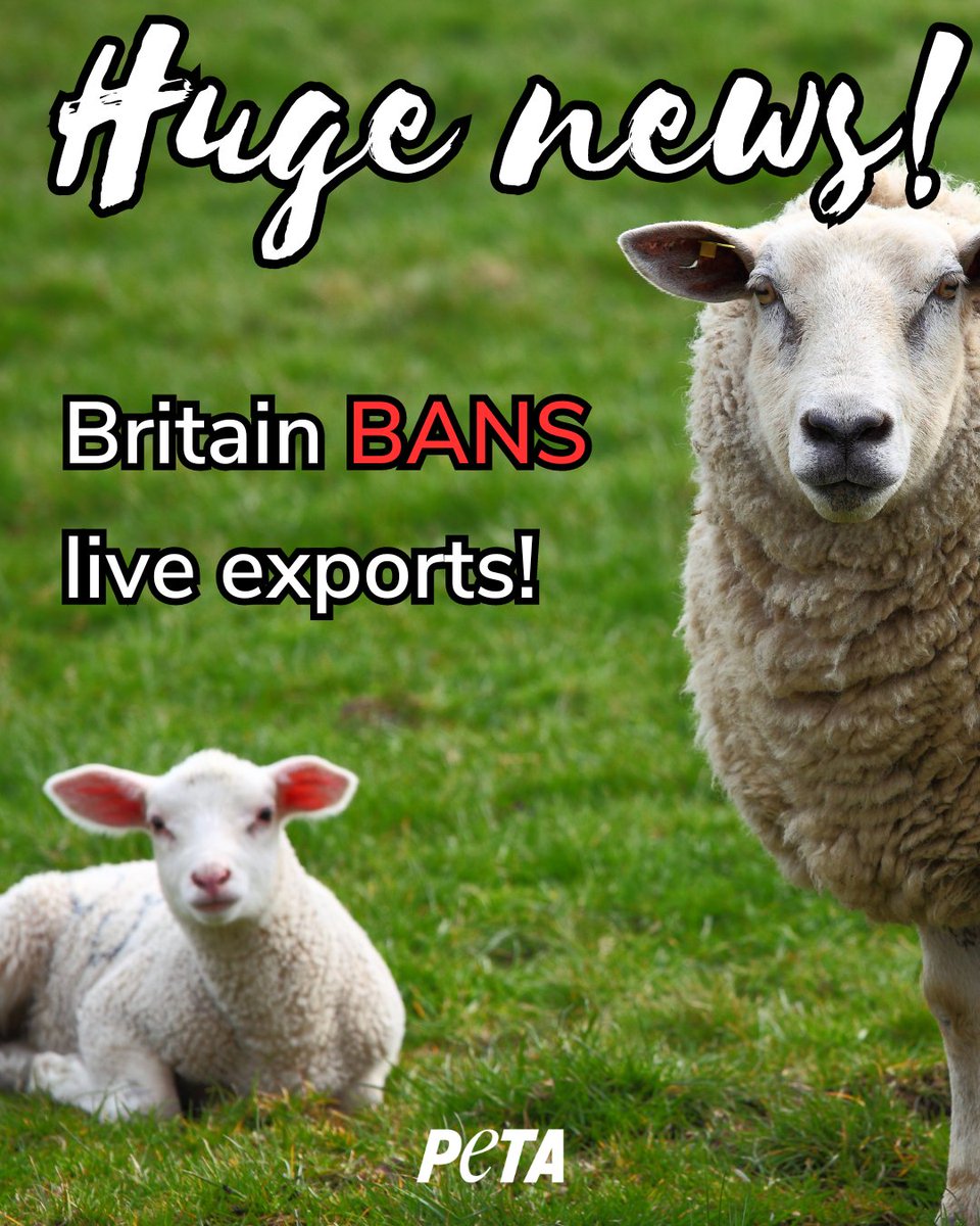 AMAZING NEWS! 🎉 The day we've all been waiting for has arrived! After years of campaigning, the Bill to #BanLiveExports from Britain has successfully passed its final stage in Parliament. It will now enter into law in the coming days.