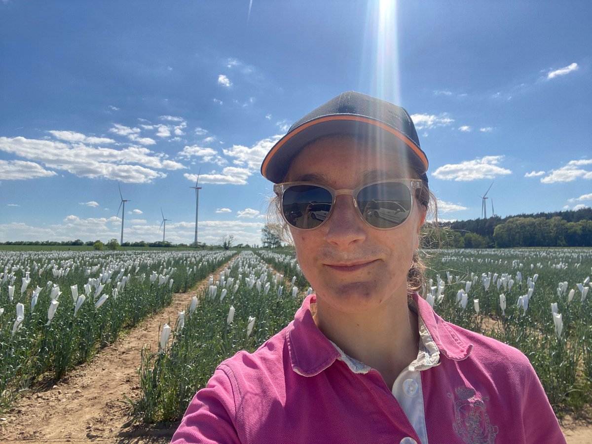 Plant breeding, it’s all hands to the deck right now!

@MonogramUK, I guess this is what being an ‘Assistant Breeder’ looks like 😉

#rye #cereals #ryebreeding #plantbreeding #earemergence #flowering #summer #brandenburg #ryevolution #fieldwork #sunny #plantbreeder #hybridrye