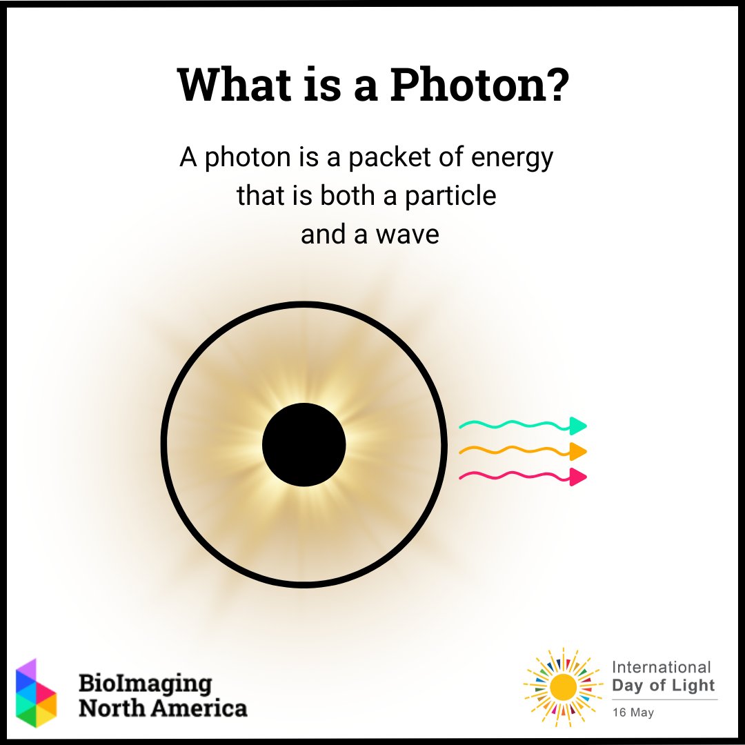 International Day of Light is May 16! Light is made up of photons. What is a photon? See below! Learn more about the particle-wave duality of light at micro.magnet.fsu.edu/primer/lightan… @IDLofficial #lightinourlives2024