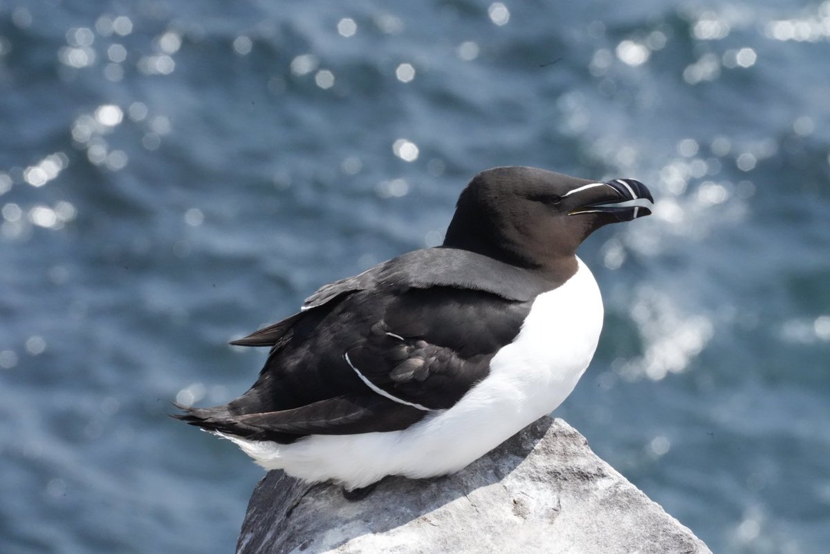 @thefarneislands As always an amazing trip with #BillyShiels.