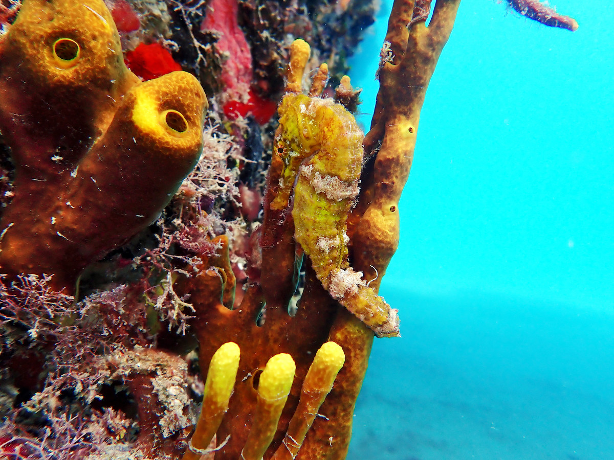 🔍 Can you spot the #seahorse?

Longsnout seahorses are not known for their swimming abilities. They stay safe by blending in with their surroundings– in this case, yellow sponges growing on the Frederiksted Pier in #StCroix!

📸 by <a href="/nadege_aoki/">Nadège Aoki</a> © #WHOI