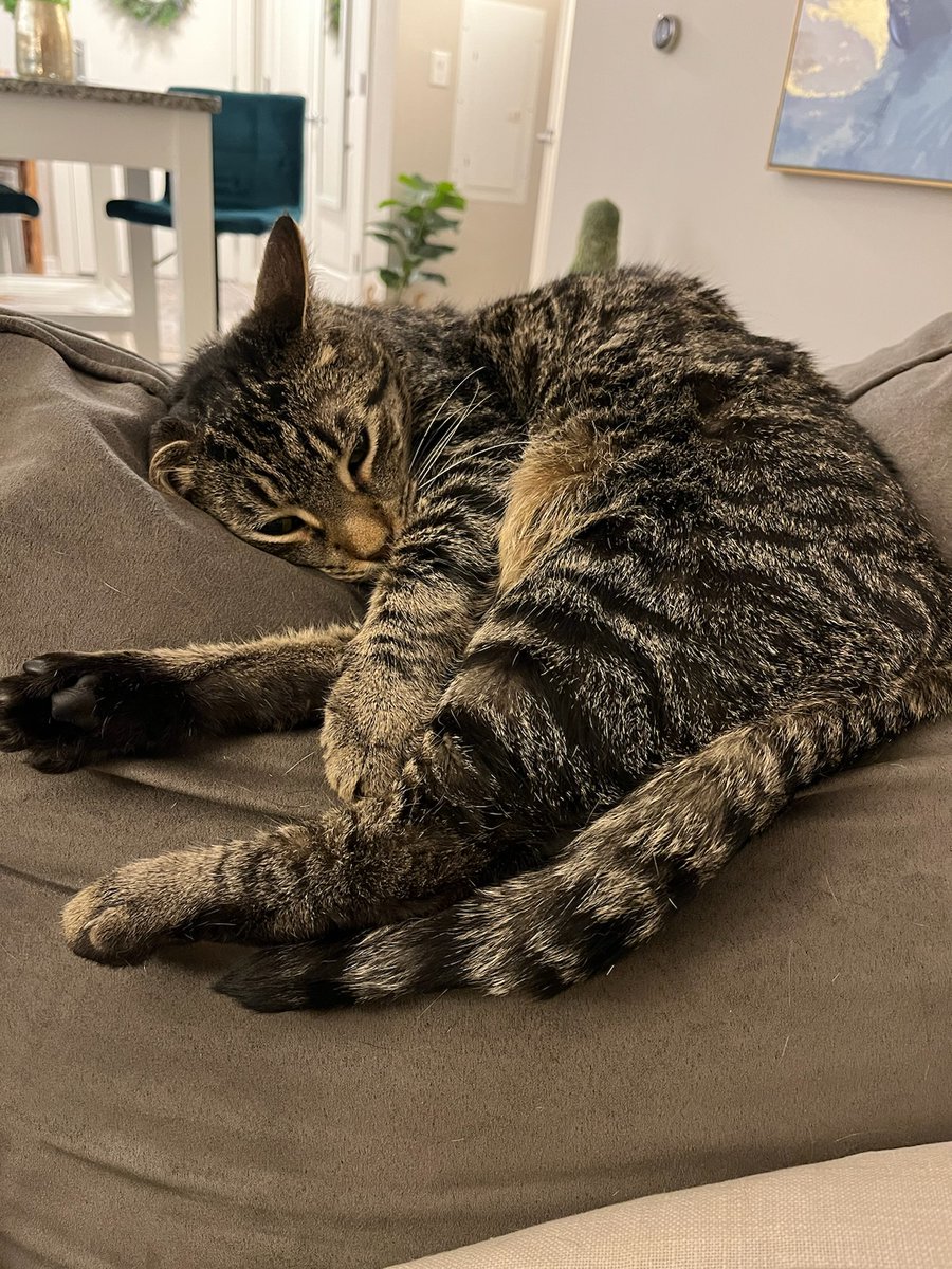 Meet Poe, our staff editor Laura's cat. He recommends taking a #BrainBreak to listen to our Academic Medicine #Podcast. Hear from #trainees, #educators, and more about issues shaping #MedSchools and teaching hospitals today. Available everywhere: ow.ly/lZVW50RpEBb. #MedEd