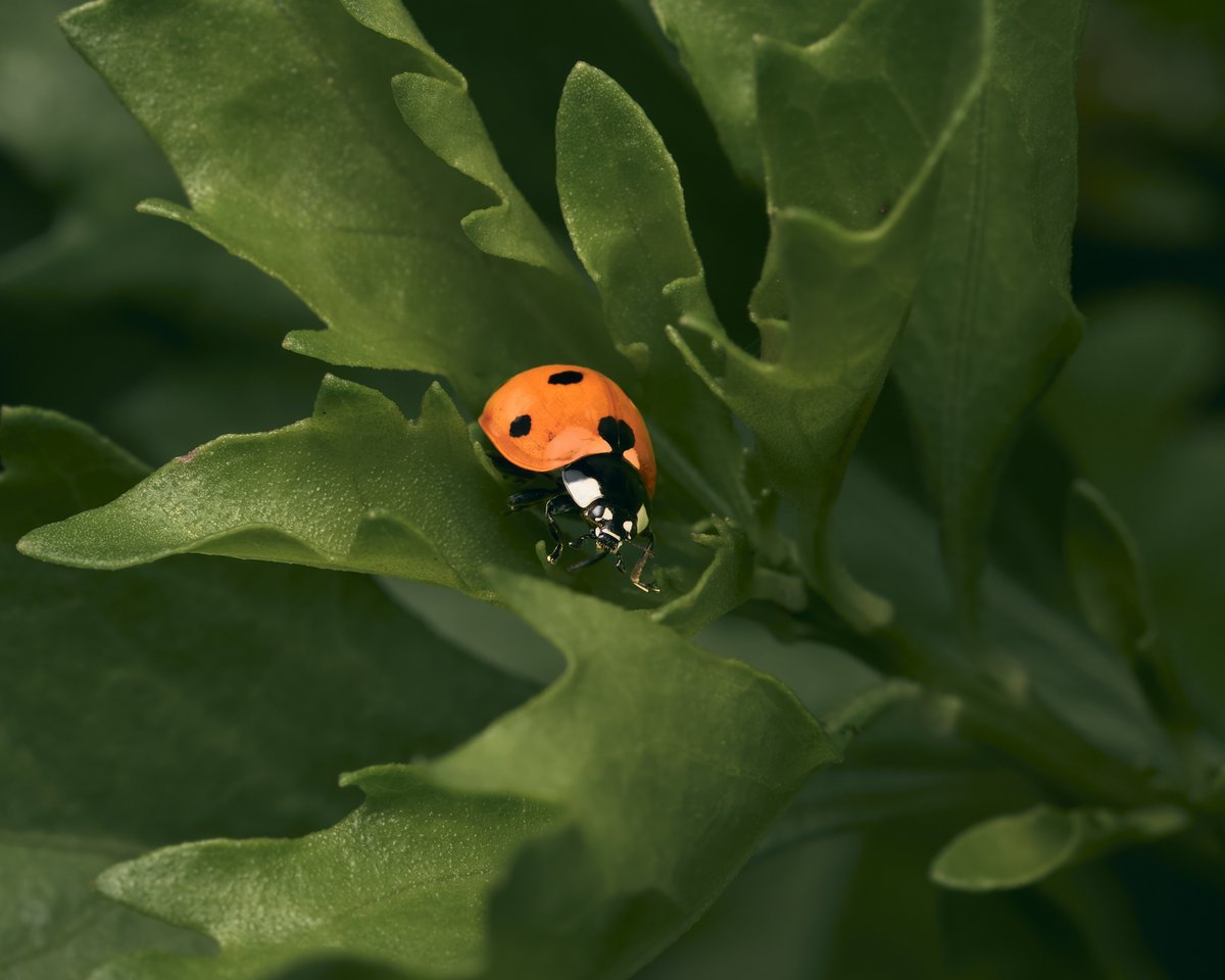 Got any spare aphids? 
#asianladybeetle #ladybug #beetle #wildlifephotography #macrophotography #insectphotography #photography #appicoftheweek #canonfavpic #captureone