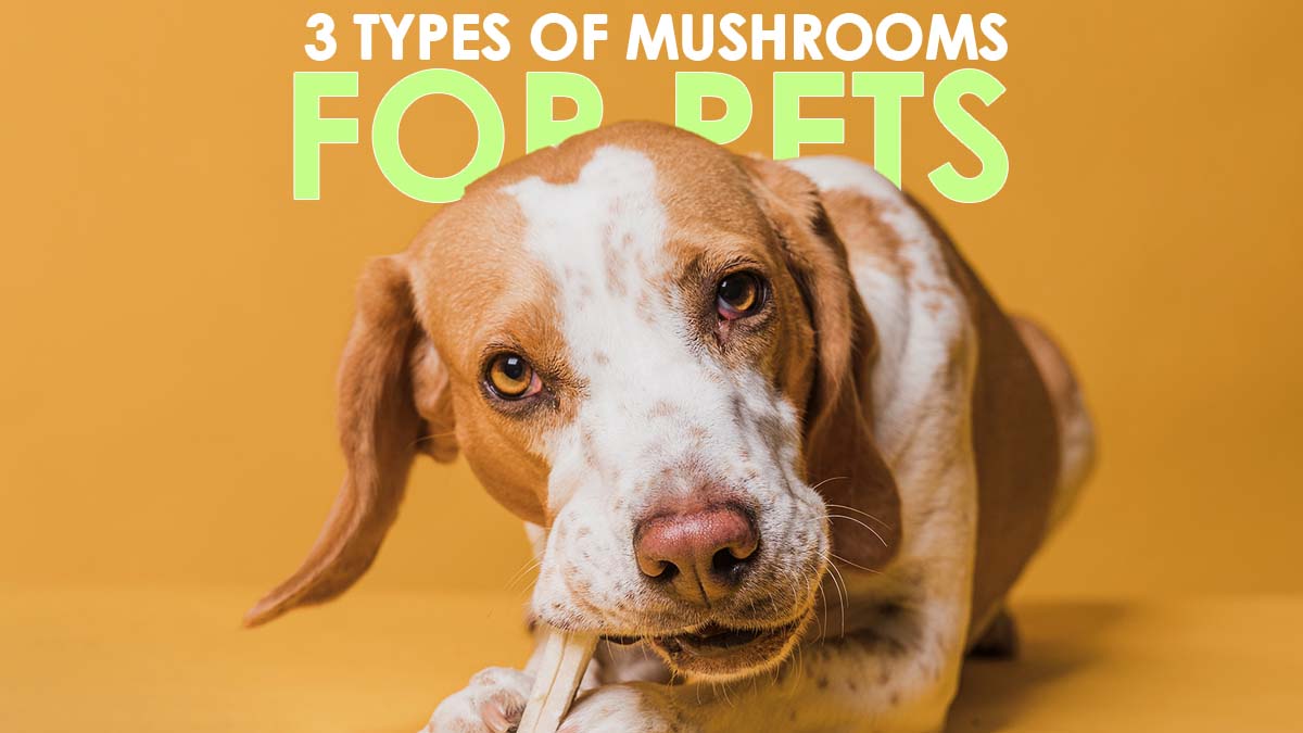 Did you know certain mushrooms can be superfoods for your furry friends? Here are three pet-friendly fungi known for their health-boosting properties:

🍄Chaga
🍄Cordyceps
🍄Turkey Tail

#royal_mushrooom #brainhealth #immunesupport #reishi #lionsmane #chaga #reishimushroom