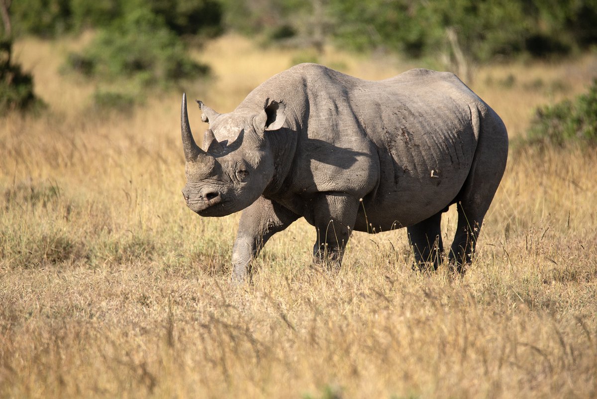 It's #EndangeredSpeciesDay and there's no guessing which species we're focusing on. With three of the five species of rhino classed as Critically Endangered there is still much work to be done🦏