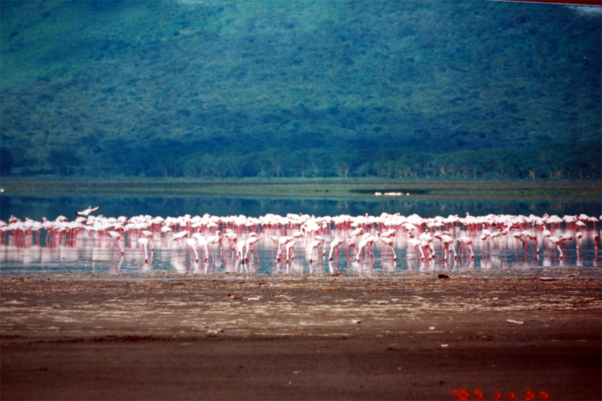 🦩Why action needs to be taken to protect flamingos, the magnificent spectacles of the soda lakes in East Africa. @AidanByrneSci (@kclgeography) discusses how to protect these iconic species in a new @GeogDirections post. 👇 blog.geographydirections.com/2024/05/13/eas…