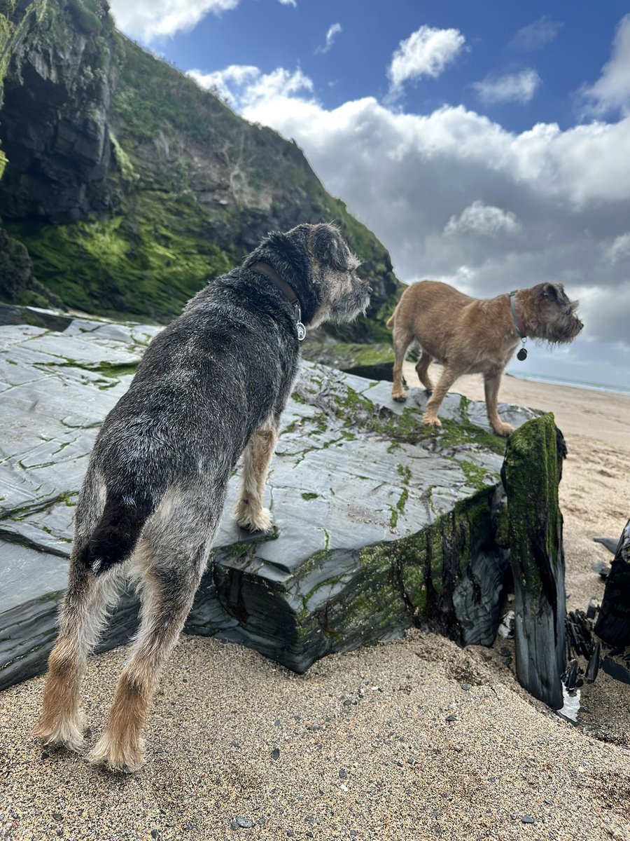 Then moved along the #Cornwall coast to Porthocothan where we had the beach to ourselves 😆 #ScrappyHolibobs #ScrappyNelson #dogsofX #btposse #TuesdayMotivation