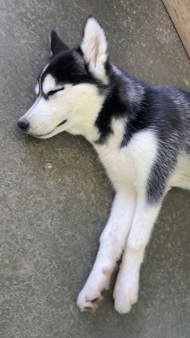 Guys! I need a signal boost. There’s this beautiful husky puppy in VA that needs a home. He’s 5 months, crate trained and potty trained. Serious inquiries only. Let’s save him from a shelter.