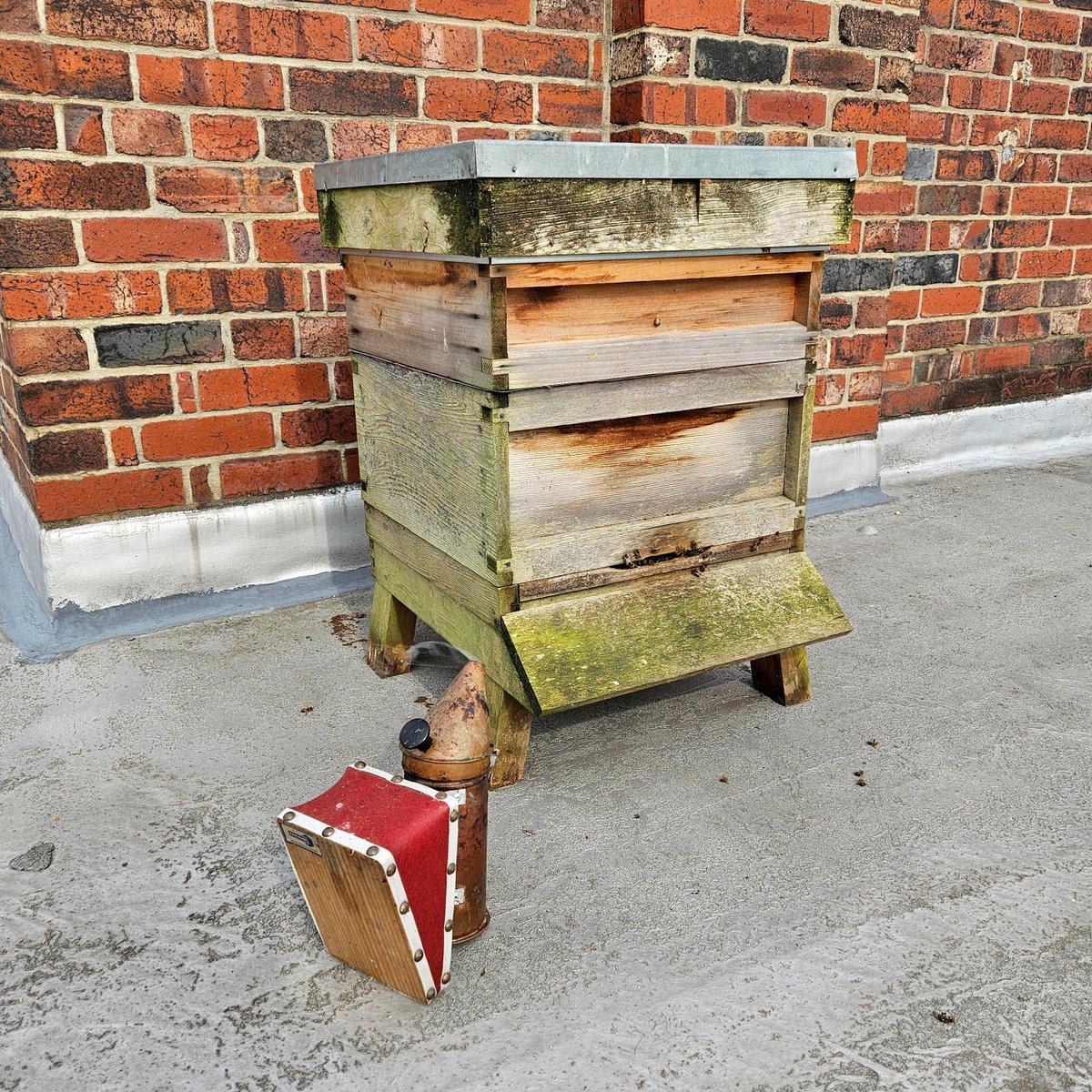 We welcomed 60000 new residents to Sunny Bank Mills this week! William bought a full hive over from his apiary at home. They've probably got the best view in Farsley from up there 🐝 #SunnyBankMills #Farsley #Leeds #Bees #LeedsViews