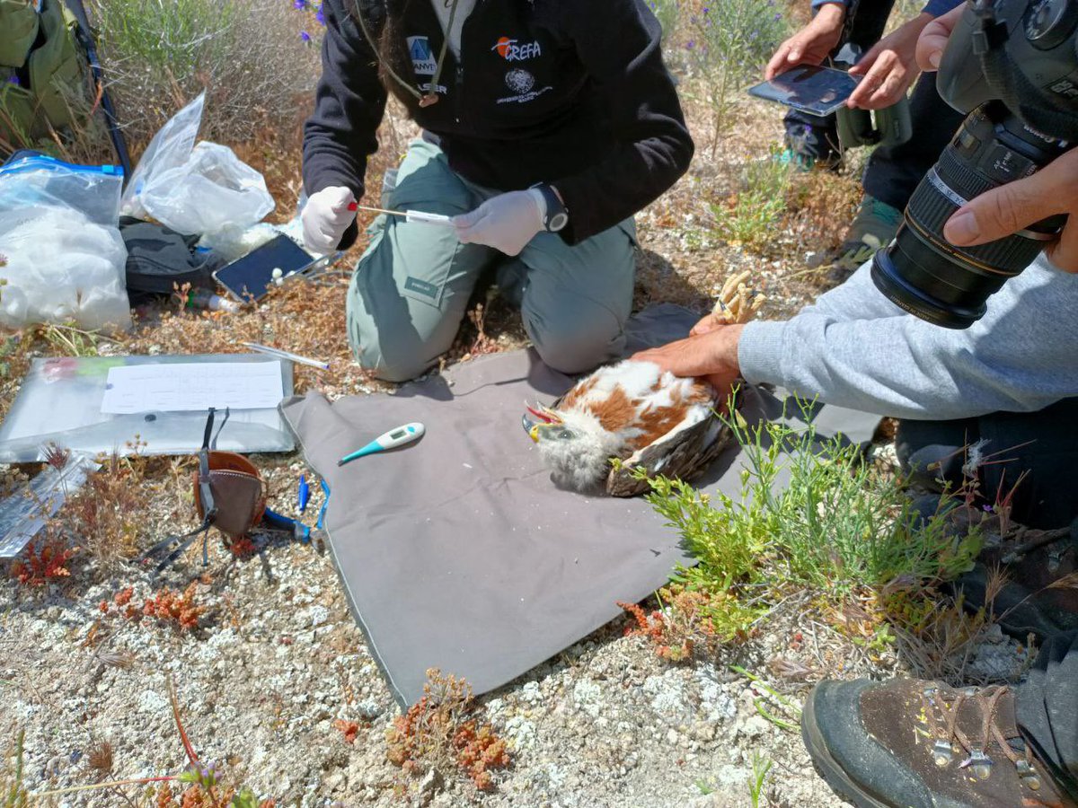 Los #AgentesForestalesCM 🌿 del Grupo de Intervención en Altura (GIAM), colaboran con @GREFA_Fauna y su proyecto @AQUILA_aLIFE 🦅 para el anillamiento e instalación de emisores GPS en pollos de águila de bonelli. Un trabajo en equipo #ASEM112