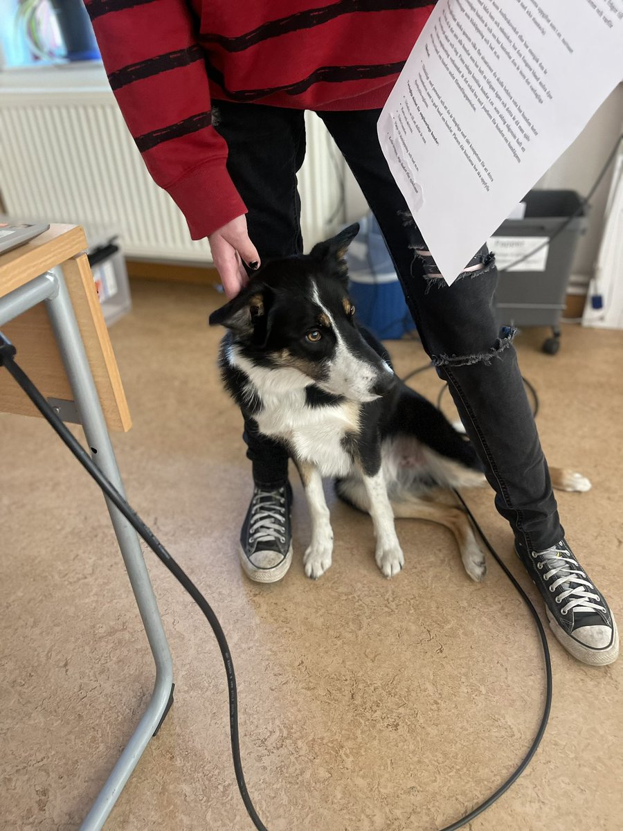 A typical day at work where one of my main tasks is to support students🐾 Today there was a presentation about activities.📚💵
#SupportEachOther #ServiceDog #AssistanceDog