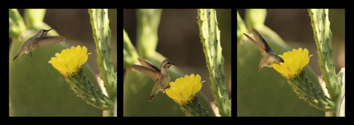 Art of the Day: 'Hummingbird On Yellow Cactus Blossom'. Buy at: ArtPal.com/ButterflysAtti…