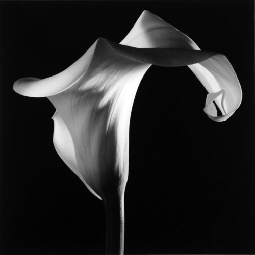 Fiore Robert Mapplethorpe @_vedocose #violainart 🌷