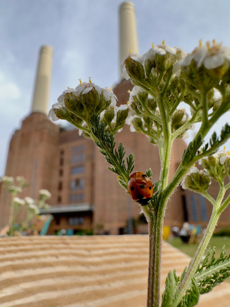 🐞💓 From Peregrine falcons and fluffy pooches to the littlest of lady birds, all are welcome at our riverside neighbourhood! ⁠ ⁠ 📸 IG: @mertie24 #BatterseaPowerStation #Battersea #Nature # Architecture #Spring #SpringInLondon