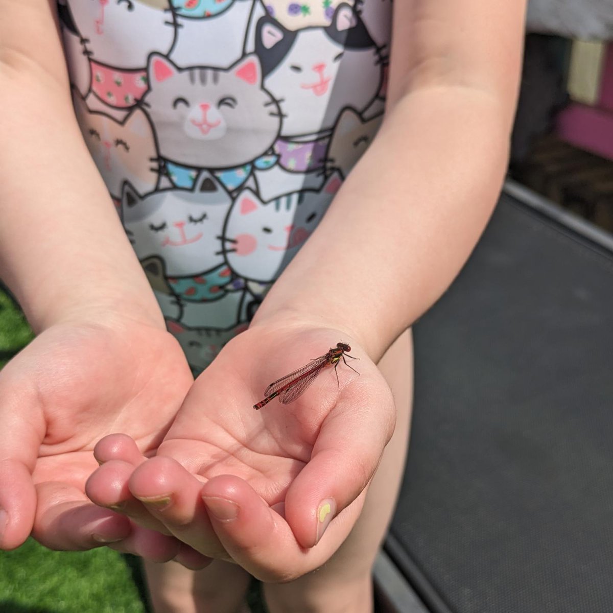Jesshyatt1703's tweet photo. R loved looking closely at a dragonfly on the weekend. She stood so still it even wanted to have a rest on her hand! @MissJenkinsGuto @penalltau https://t.co/vUrzJEWK6f