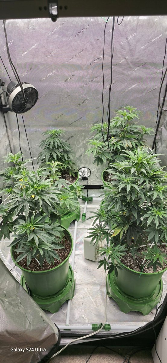 Black valentine from @LitFarms and GG4 Sherb Fast Flowering from @Fast_Buds 
Got a moody one in the back there lol #myacgrow #Mmemberville #CannabisCommunity #420life #StonerFam #growyourown