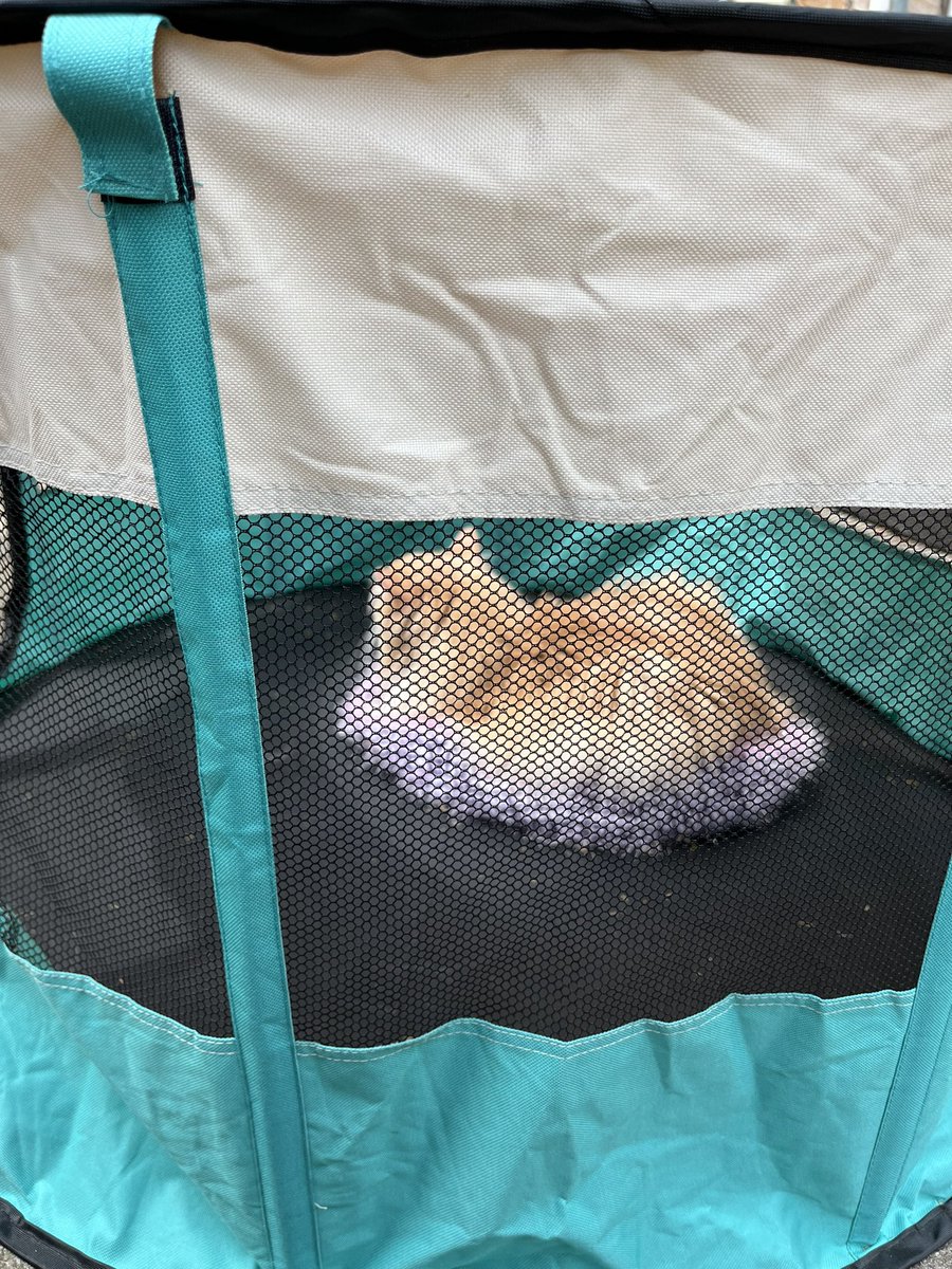 peacocktat2's tweet photo. @Phil_Sledge Trapped in his playpen outside 🥰 https://t.co/E4kPXtRnC6