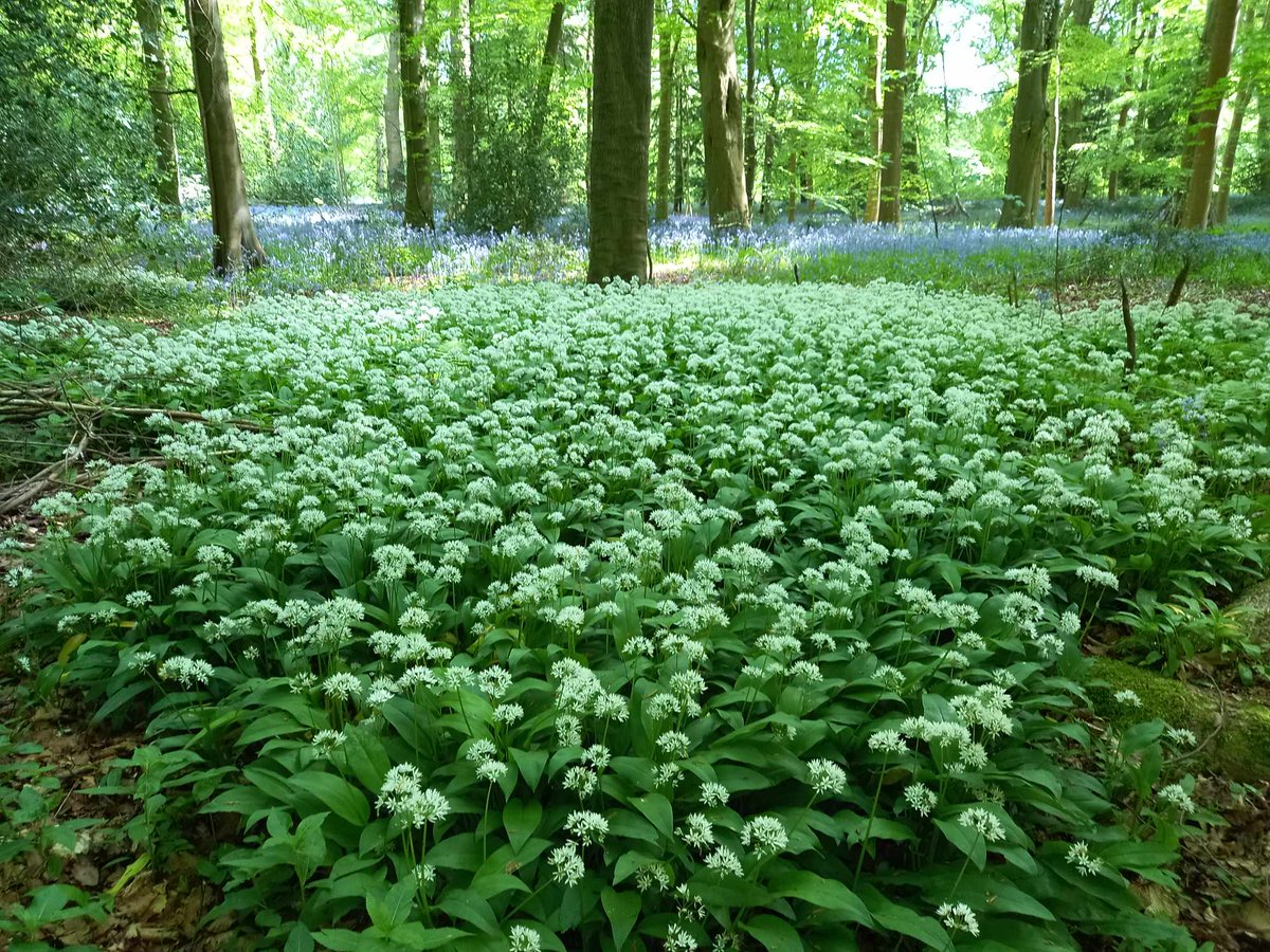 Words_by_B's tweet image. Wild garlic &amp;amp; bluebells
tempt me into the woods

it's cool under the elm trees
where I sit under a green
umbrella of leaves

#powder blue sky peeps
down at me
honey sunlight beams
illuminating the forest flowers
&amp;amp; the sweet humming bumble bee

#Brknshards
#NaturePhotography