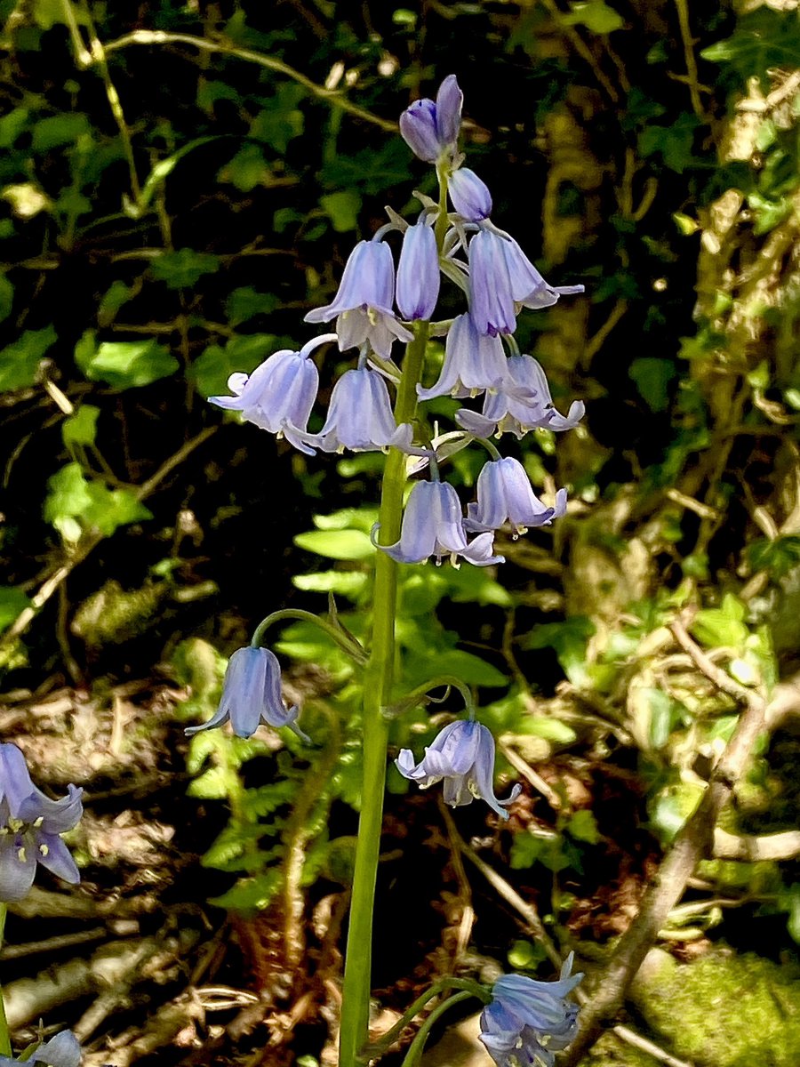 Pink, White and Blue Spanish Bluebells 
#Springflowers
