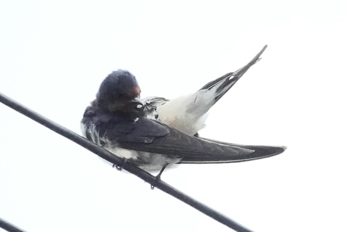 2 Swallows back at the Curlew Road  industrial.area 😍 , one having a preening session