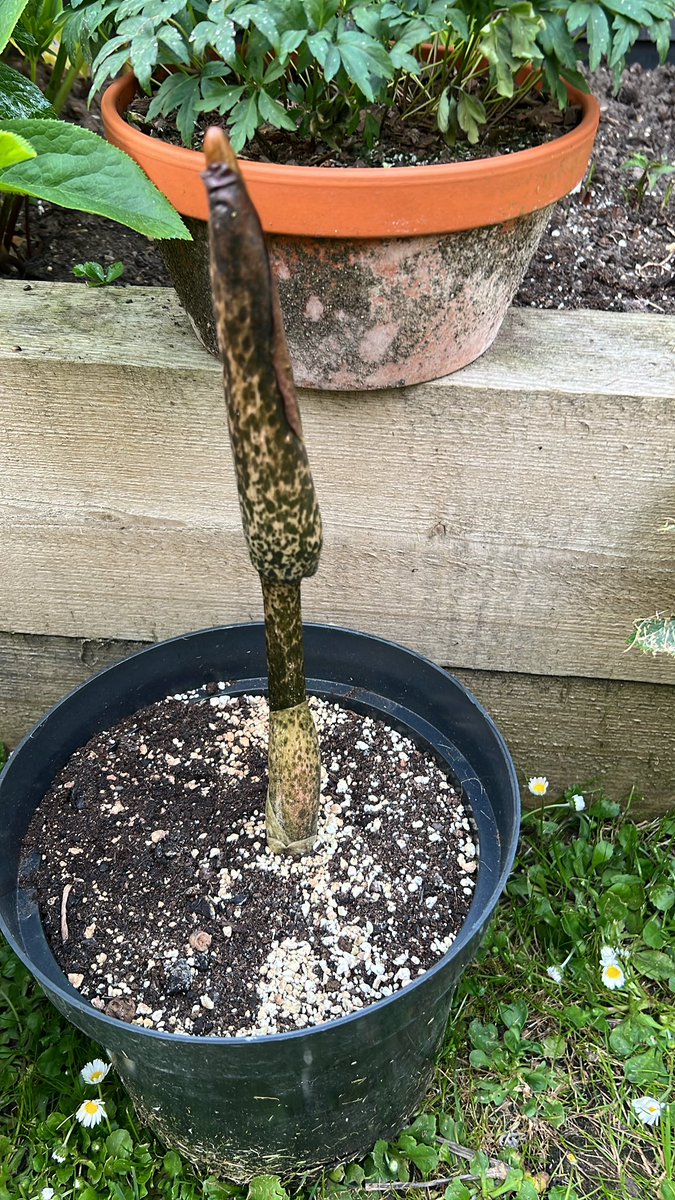 Looks like Amorphophallus konjac is going to do its thing again this year😁
