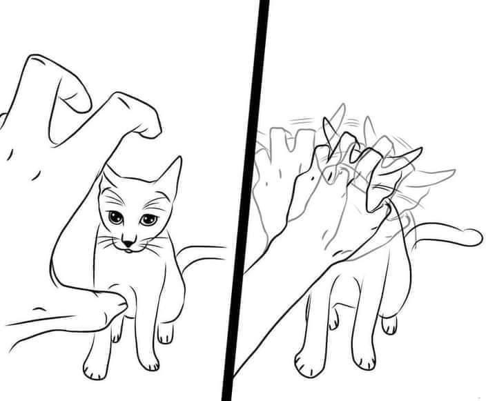 Dont Show Your Cat (@dontshowyourcat) on Twitter photo 