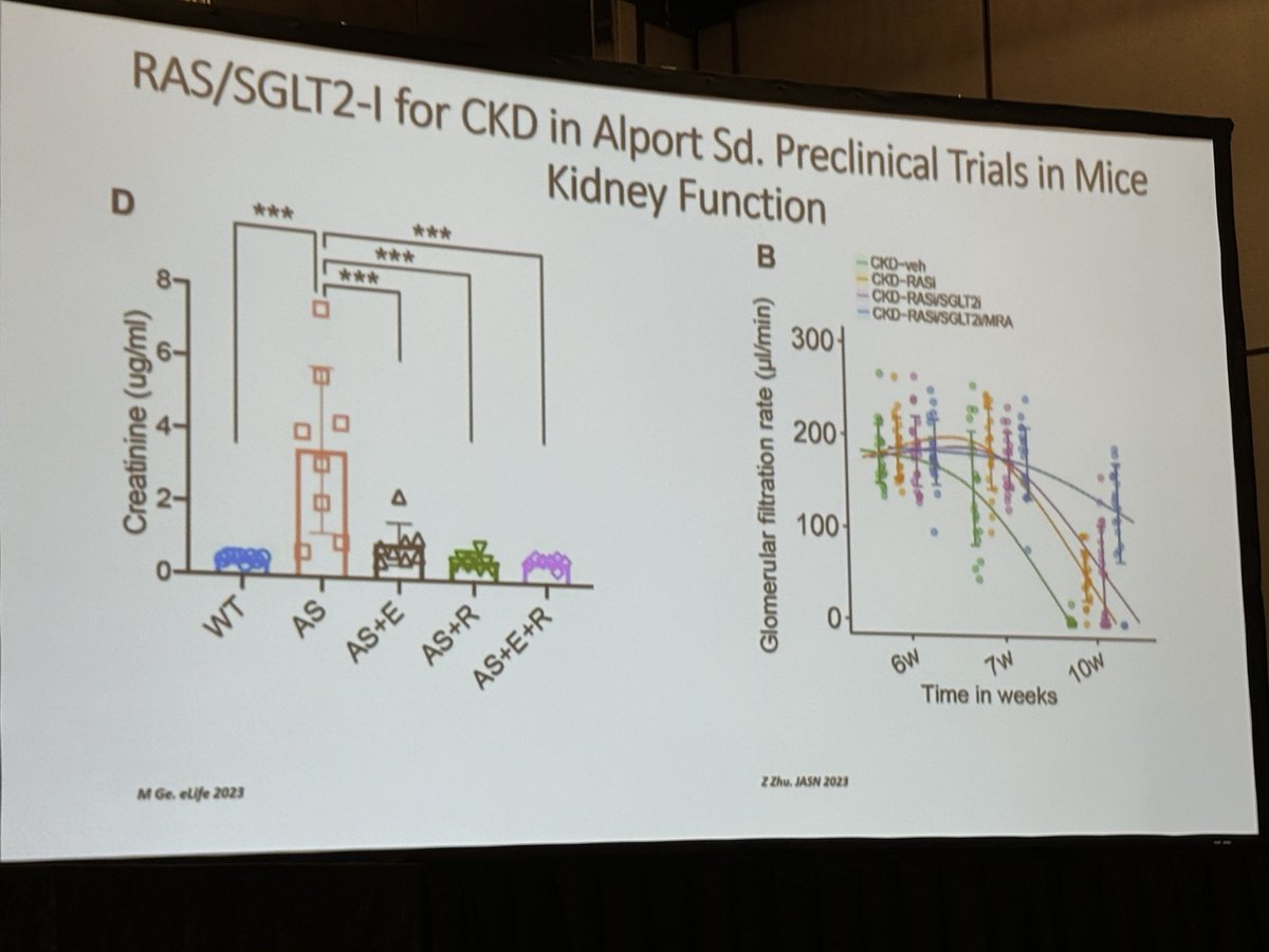 Juan Carlos Q Velez (@veleznephhepato) on Twitter photo <a href="/AyoubIsabelle/">Isabelle Ayoub</a> presenting on the role of SGLT2i in non diabetic glomerular disease. Here, a study from A Fornoni in a 🐁 model of Alport. #NKFClinicals <a href="/AyoubIsabelle/">Isabelle Ayoub</a> presenting on the role of SGLT2i in non diabetic glomerular disease. Here, a study from A Fornoni in a 🐁 model of Alport. #NKFClinicals