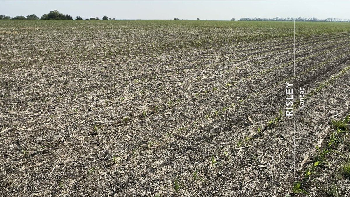 125 yield estimate 🤣🌽

@KansasWheat @KStateAgron @KSUWheatDisease

#CattCropTour24 #corn #soybeans #wheat #oatt  #USA #CBOT #AgX #AgTwitter #plant24 #wheattour #wheatour