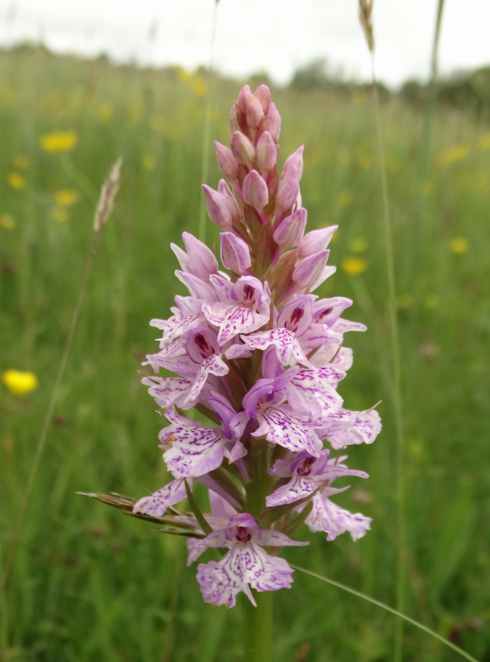 A mix of orchid species in more ways than one. All from the same NE Somerset meadow today