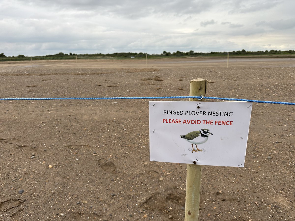The shorebird team have been hard at work today erecting new fences at Greenshank’s Creek. This is to ensure that nests outside of the existing sanctuary area are protected from unintentional disturbance from visitors. Please respect signage and avoid the fenced off areas.