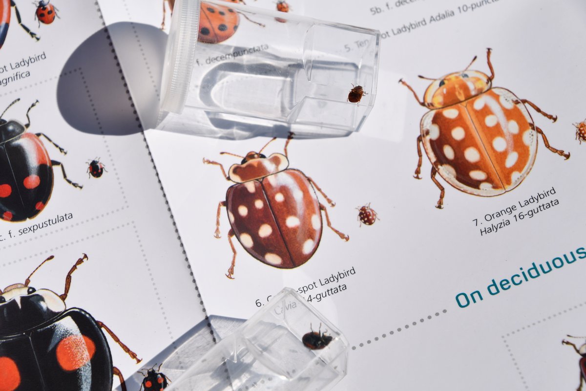 Day 2 #MentalHealthAwarenessWeek 🍃 Get outside & see how many species of #ladybird you can find! There are 47 species of ladybirds in the UK - 26 are recognisable as typical ladybirds showcasing vibrant colours and distinctive spots. How many species can you find? 🐞