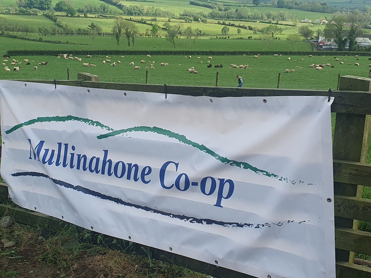 Final preparations underway for this evenings @IrishGrassland sheep event. Kick off 6:30. Weather is looking good 🌞.@MullinahoneCoop