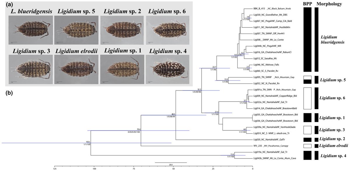 Venturing still further afield from my beetle beginnings, we just published a paper exploring cryptic diversity in some native Appalachian Isopods (primarily the work of my talented postdoc Ernesto): 
doi.org/10.1111/zsc.12…