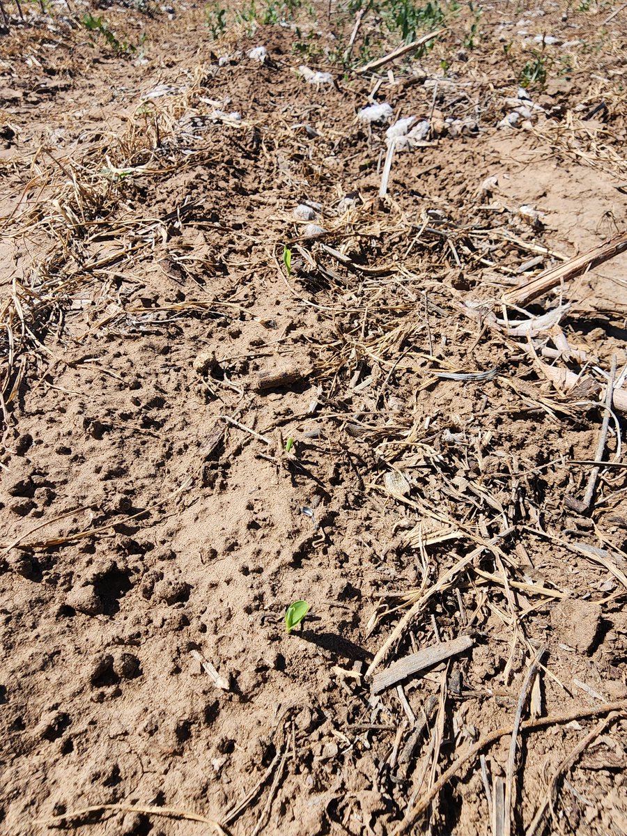 Exciting update from the field: our sorghum seeds are popping up thanks to a weekend rain (though very sparse😞)! But soil has enough moisture for successful germination of the seeds🥳🥳😍🌱 #RegenerativeAgriculture #ZeroTill #ClimateSmartCrop @KJagadish_TTU @TTUDAVISCOLLEGE