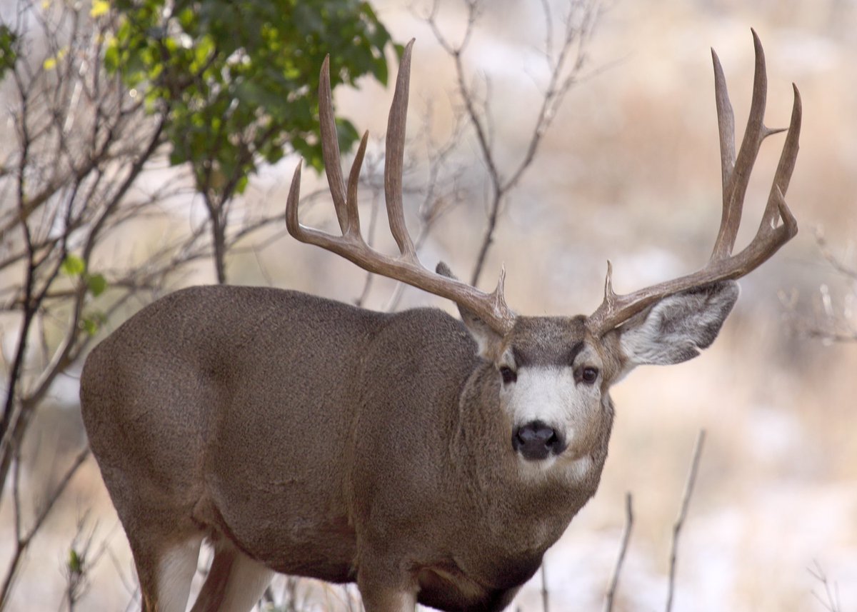 ATTENTION HUNTERS: Tomorrow, May 15, is the deadline to apply for controlled hunts. Check out the 2023 Big Game Hunting Statistics here - myodfw.com/articles/big-g…