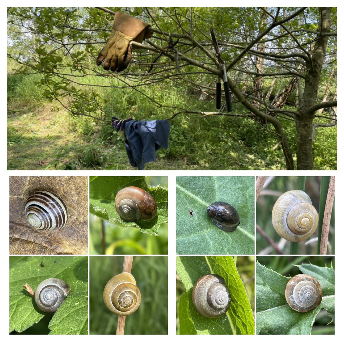 Still taking life at #recovery/#snails pace - making progress, however slow! I enjoyed some #NatureGardening over the weekend, discovering friends amongst thistles and docks - that really had to go! Another friend, Mr Oak, looked after my stuff, offering shade and respite #Trees