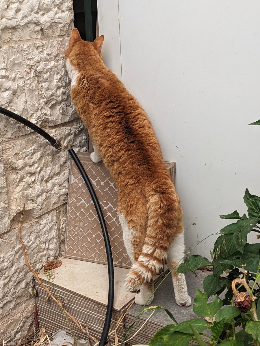 A strange noise spooked the old floof... just look at his tail!