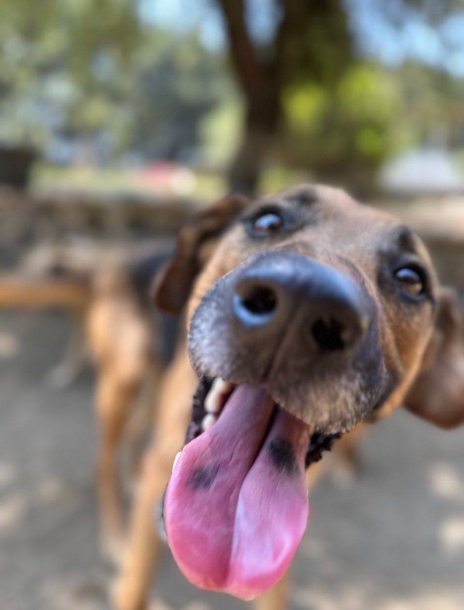 Amigooos!! 
Les dejo mi sonrisa hermosa para que tengan un día hermoso!! 
Gracias por ser parte de los milagros de vida, por ser parte de esta red de amor bellísima que salva vidas.
Los amamos!! 
📸Milevo 
Macho 
4 años talla grande 
Tímido, tranquilo, dulce.

#AdoptaUnOceanican