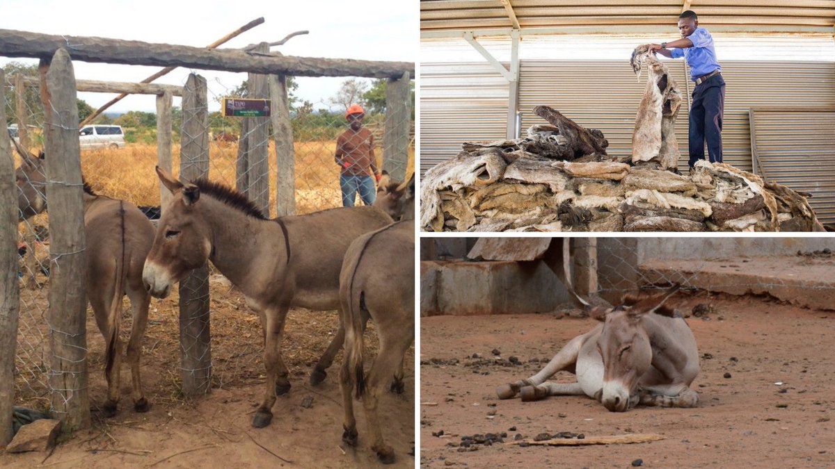 🆘PLEASE READ🆘 Did you know that innocent donkeys in Tanzania are still being murdered for their skins to make ejiao, a traditional Chinese medicine? 🐴💊🚫 IAPWA is building Donkey Shelters to protect these precious animals from cruel poachers and wild predators, but we need